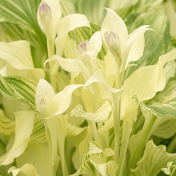 Hosta 'White Feather' /Hosta/ - C3 kont. -spēcīgs stāds