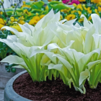 Hosta 'White Feather'...