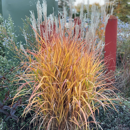 Miskante, sarkstošā 'Purpurascens' /Miscanthus/ - C7.5 kont., 80-100cm.