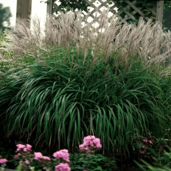 Miskante, sarkstošā 'Purpurascens' /Miscanthus/ - C7.5 kont., 80-100cm.