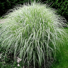 Miskante, Ķīnas 'Variegatus' /Miscanthus sinensis/ - C7.5 kont., 80-100cm