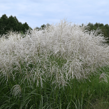 Miskante, Ķīnas 'Snow queen' /Miscanthus sinensis/ - C3 kont.