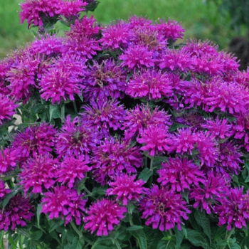 Monarda "Grape Gumball"...