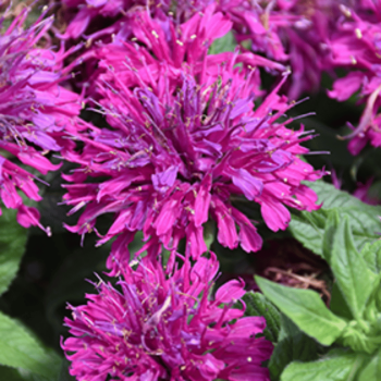 Monarda "Grape Gumball" /Monarda/ - C2 kont.