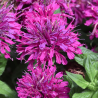 Monarda "Grape Gumball" /Monarda/ - C2 kont.