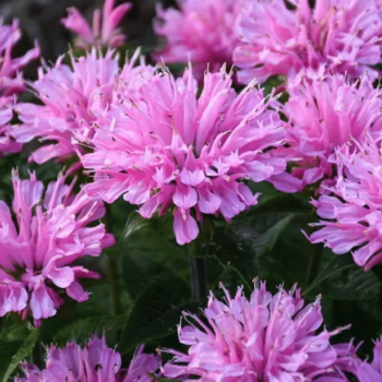 Monarda "Pink Frosting"...