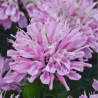 Monarda "Pink Frosting" /Monarda/ - C2 kont.