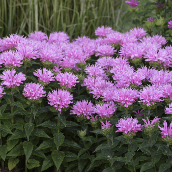 Monarda "Pink Frosting" /Monarda/ - C2 kont.