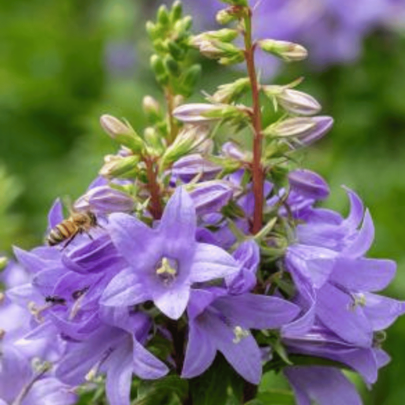 Pulkstenīte "Gaudi Violet" /campanula, adenophora/ - C2 kont.