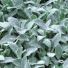 Sārmene, vilnainā 'Silver Carpet' /Stachys monieri/ - C2 kont.