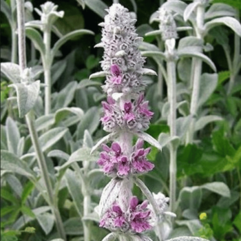 Sārmene, vilnainā 'Silver Carpet' /Stachys monieri/ - C2 kont.