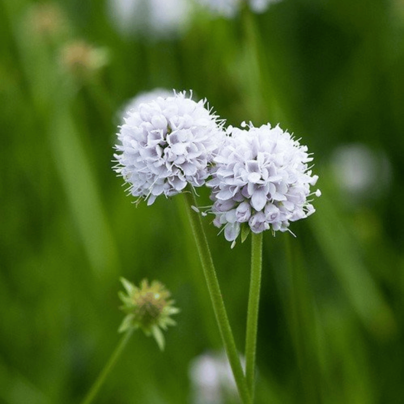 Suceksilla, ieliektā "Golden Pearls" /succisella inflexa/ - C2 kont.