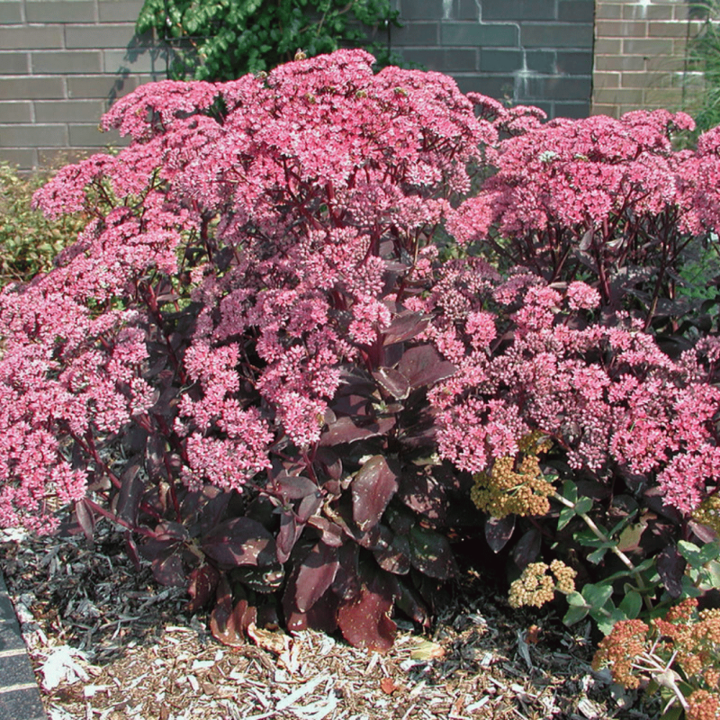 Laimiņš "Black Jack" /sedum/ - C2 kont.