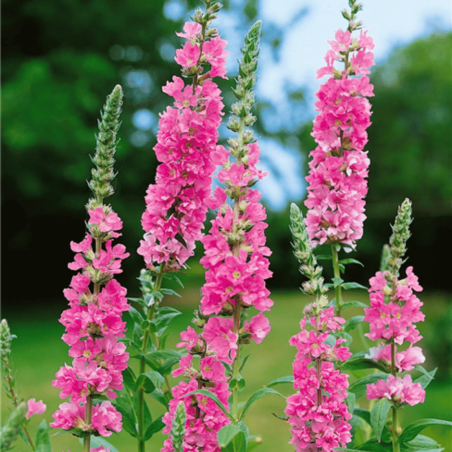 Vējmietiņš, vītolu "Pink Blush" /lythrum salicaria/ - C2 kont.