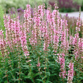 Vējmietiņš, vītolu "Pink Blush" /lythrum salicaria/ - C2 kont.