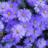 Ziemastere (Miķelīši) "Blaue Lagune" /aster dumosus/ - C2 kont.