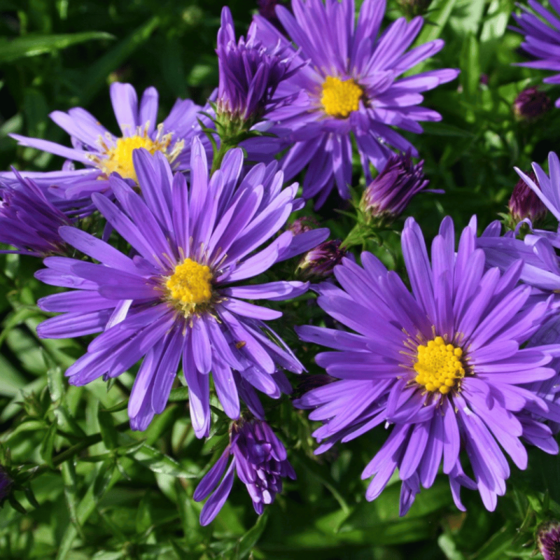 Ziemastere (Miķelīši) "Blaue Lagune" /aster dumosus/ - C2 kont.