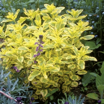 Zeltene, punktainā "Golden Alexander" /lysimachia punctata/ - C2 kont.