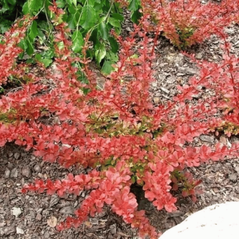 Bārbele, Tunberga "Orange Carpet" /berberis thunbergii/ - P9 Kont.