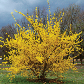 Forsītija, vidējā ,,Golden Times,, /Forsythia x intermedia/- C3 kont., 40-60cm.