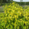 Grimonis, baltais ,,Neon Burst,, /Cornus alba/ - C3 kont. - spēcīgs stāds