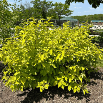 Grimonis, baltais ,,Neon Burst,, /Cornus alba/ - C3 kont. - spēcīgs stāds