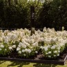 Hortenzija, skarainā ,,Living Royal Flower,, /Hydrangea paniculata/ - C10 kont.