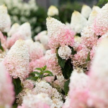 Hortenzija, skarainā ,,Living Strawberry Blossom,, /Hydrangea paniculata/ - C10 kont.