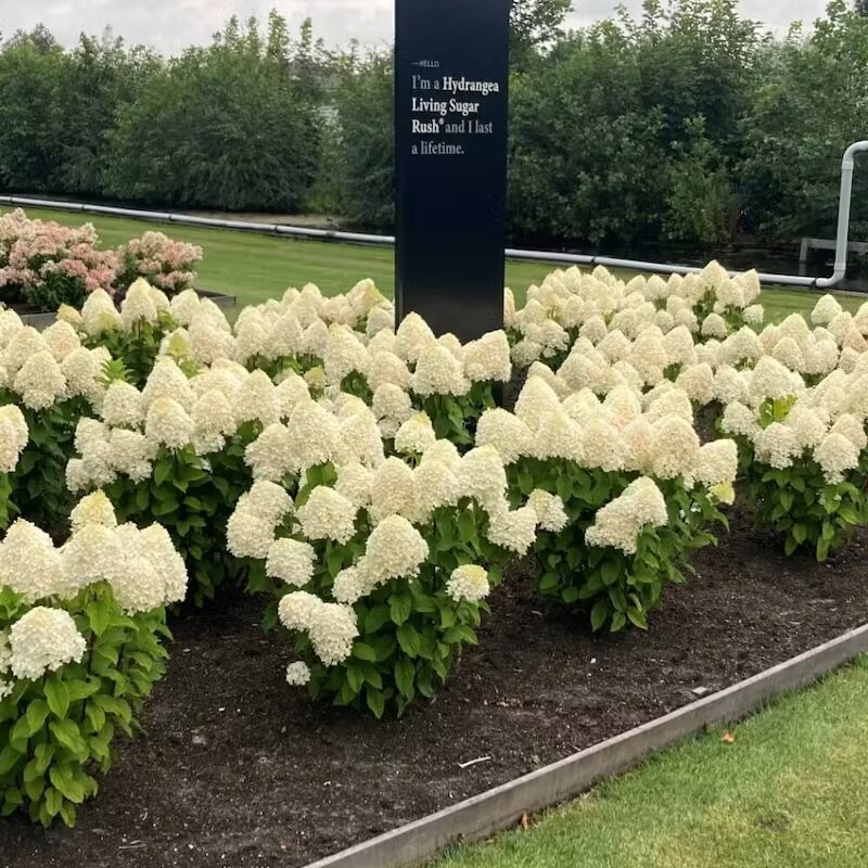 Hortenzija, skarainā ,,Living Sugar Rush,, /Hydrangea paniculata/ - C10 kont.