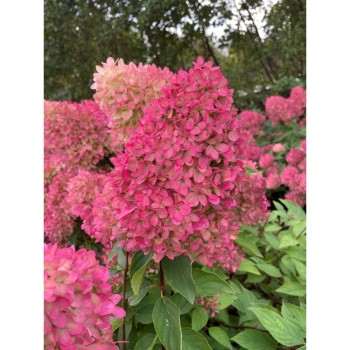 Hortenzija, skarainā ,,Petite Flori,, /Hydrangea paniculata/ - P9 kont.