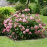 Hortenzija, kokveida ,,Pink Annabelle,, /Hydrangea arborescens/ -C5 kont., 40-60cm.