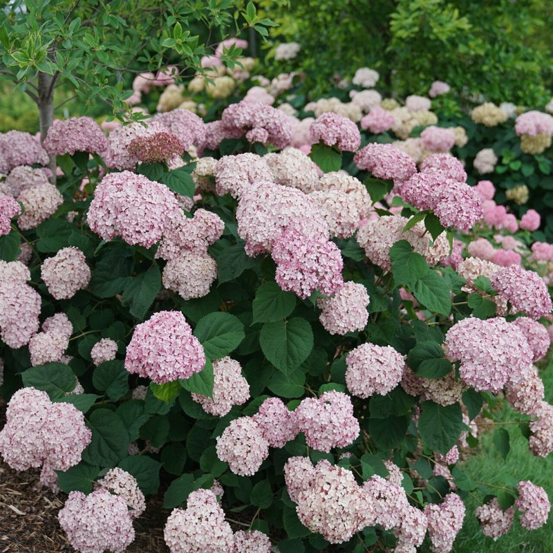 Hortenzija, kokveida ,,Sweet Annabelle,, /Hydrangea arborescens/ -C16 Kont.