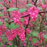 Jāņoga, ziedošā "Pulborough Scarlet" /ribes sanguineum/ - P9 kont.