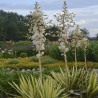 Juka, diegveida "Colour Guard" /Yucca filamentosa/ - C5 kont. - spēcīgs stāds