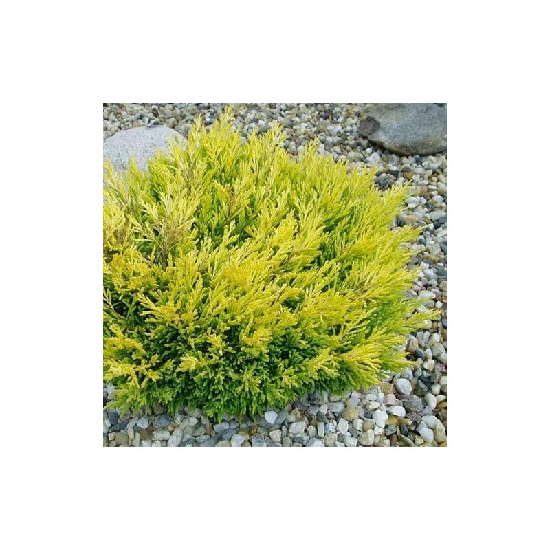 Kadiķis, klājeniskais ,,Lime Glow,, /juniperus horizontalis/- P9 kont.