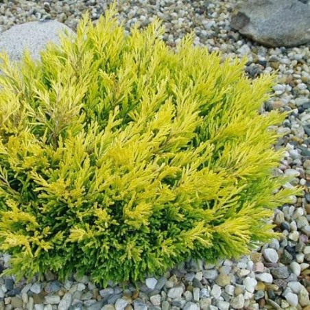 Kadiķis, klājeniskais ,,Lime Glow,, /juniperus horizontalis/- P9 kont.