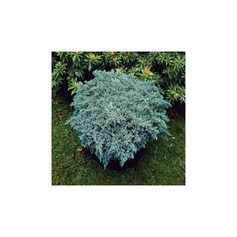 Kadiķis, zvīņainais ,,Blue Star,,/Juniperus squamata/ - C30 kont., 60-80cm.