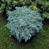 Kadiķis, zvīņainais ,,Blue Star,,/Juniperus squamata/ - C30 kont., 60-80cm.