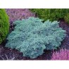 Kadiķis, zvīņainais ,,Blue Star,,/Juniperus squamata/ - C30 kont., 60-80cm.