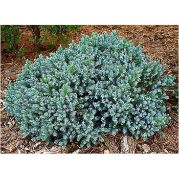 Kadiķis, zvīņainais ,,Blue Star,,/Juniperus squamata/ - C30 kont., 60-80cm.