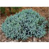 Kadiķis, zvīņainais ,,Blue Star,,/Juniperus squamata/ - C30 kont., 60-80cm.