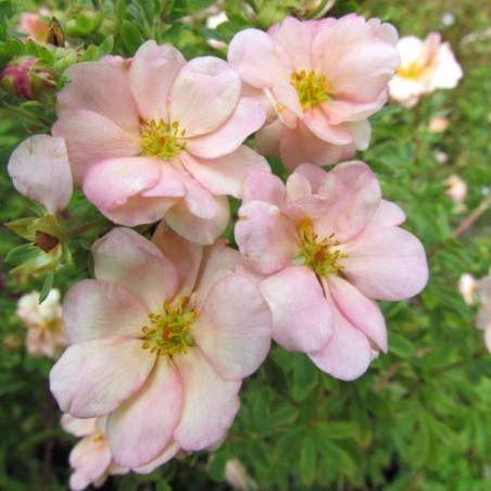 Klinšrozīte, parastā “Double Punch Pastel” /Potentilla fruticosa/ - C2 kont.