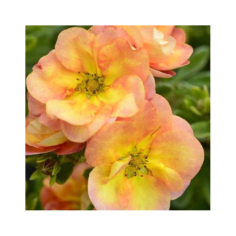 Klinšrozīte, parastā “Double Punch Peach” /Potentilla fruticosa/ - C3 kont.