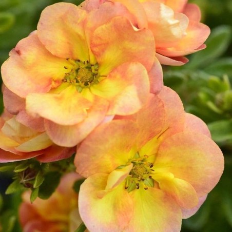 Klinšrozīte, parastā “Double Punch Peach” /Potentilla fruticosa/ - C3 kont.