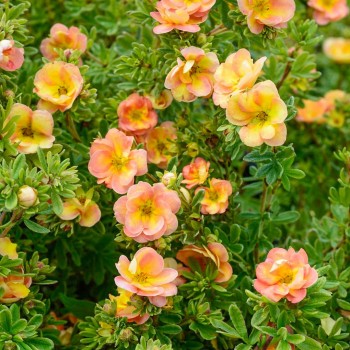 Klinšrozīte, parastā “Double Punch Peach” /Potentilla fruticosa/ - C3 kont.