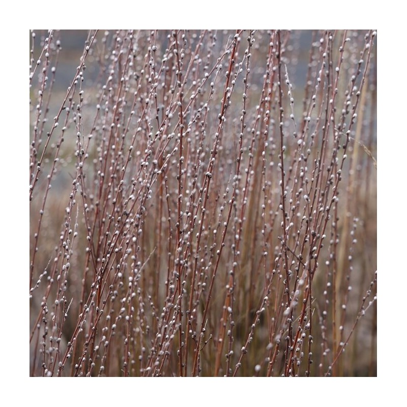 Kārkls, vilku ,,Tiny Pearls,, /salix rosmarinifolia/ - C6 kont.