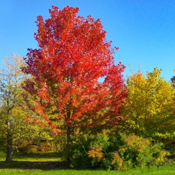 Kļava, Frēmena "Autumn...