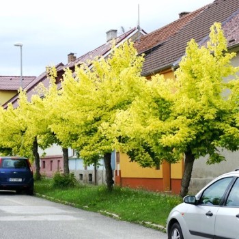 Kļava, ošlapu "Kelly's...