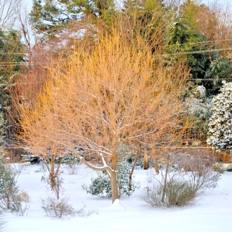 Kļava, ošlapu "Winter Lightening" /acer negundo/ - C5 kont., 120-140cm.