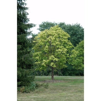 Kļava, ošlapu "Winter Lightening" /acer negundo/ - C5 kont., 120-140cm.